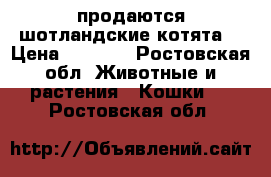 продаются шотландские котята  › Цена ­ 2 000 - Ростовская обл. Животные и растения » Кошки   . Ростовская обл.